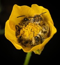 foto makro keren