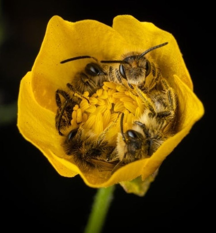 foto makro keren foto makro keren