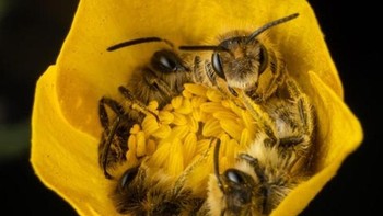 Ada empat lebah tidur siang di dalam bunga. (Foto: Brightside)