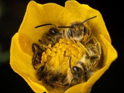 Foto Mengagumkan Benda Sekitar Pakai Lensa Makro