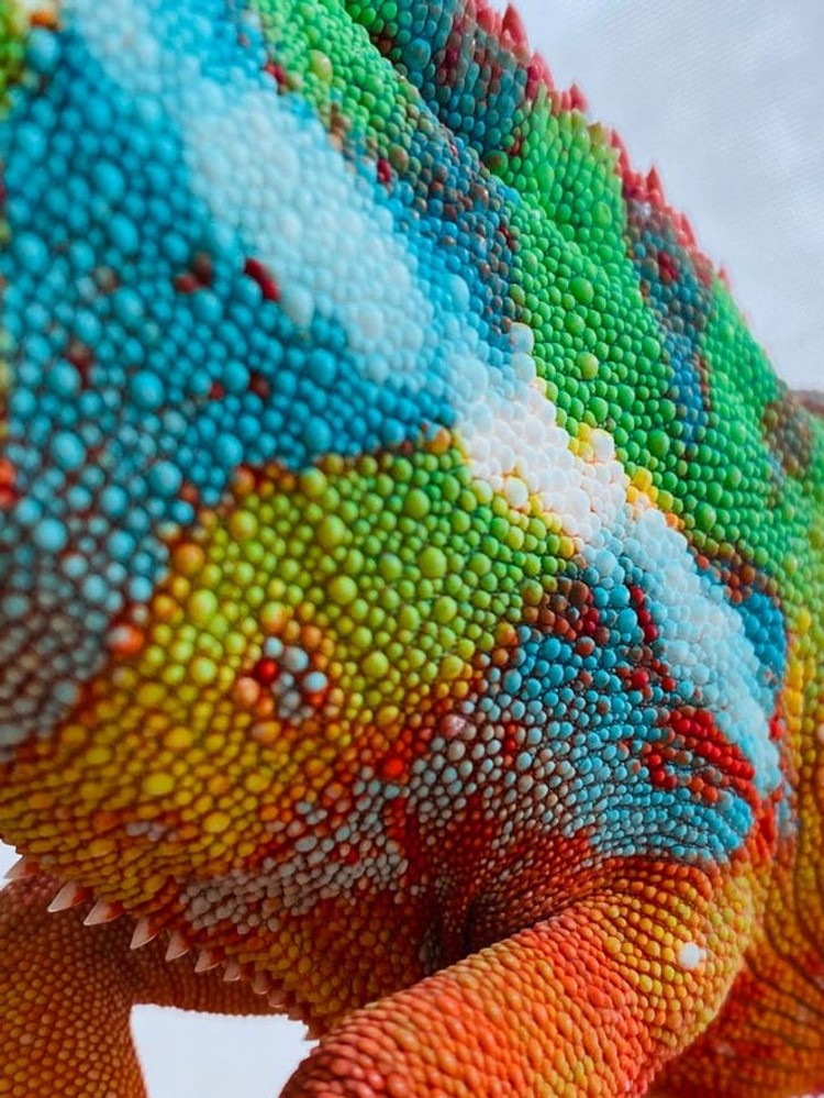 foto makro keren foto makro keren