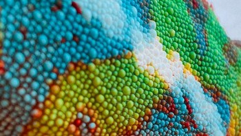 Warna-warni badan bunglon. (Foto: Brightside)