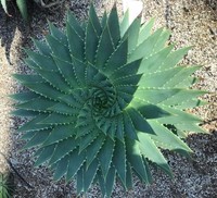 foto makro keren