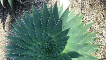 Tanaman hias (Foto: Brightside)