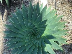 Foto Mengagumkan Benda Sekitar Pakai Lensa Makro