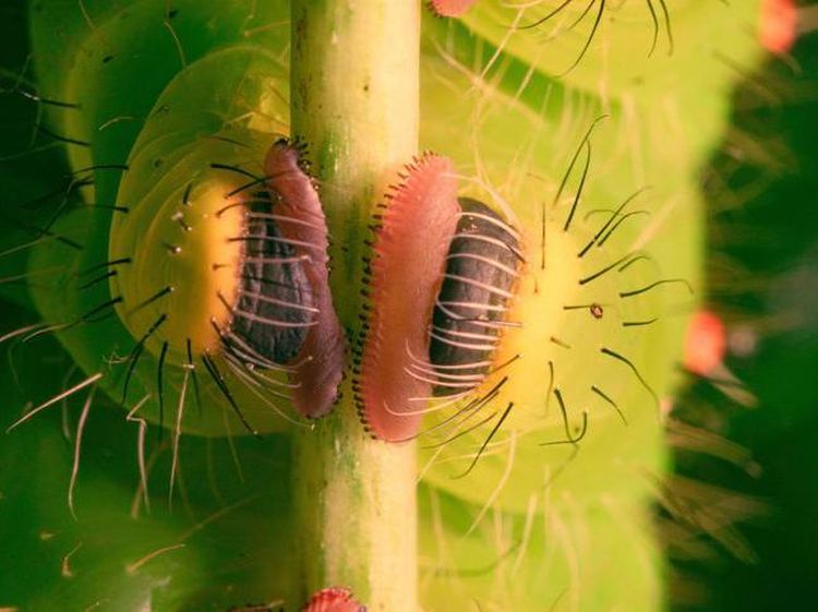Foto Mengagumkan Benda Sekitar Pakai Lensa Makro
