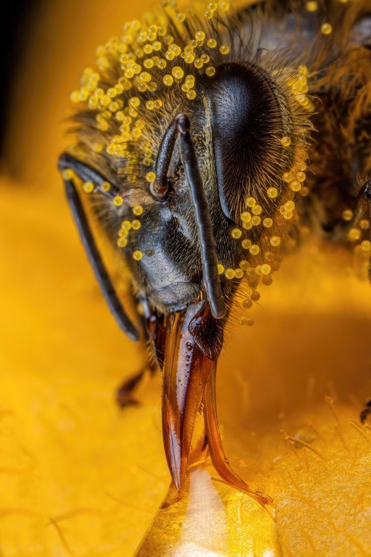 foto makro keren foto makro keren