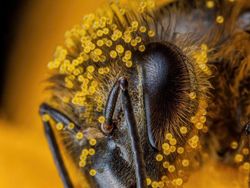 Foto Mengagumkan Benda Sekitar Pakai Lensa Makro