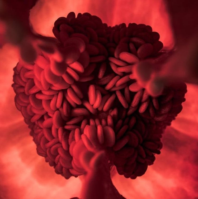 foto makro keren