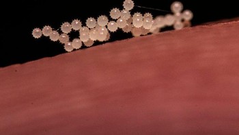 Butir serbuk sari di ujung jari. (Foto: Brightside)