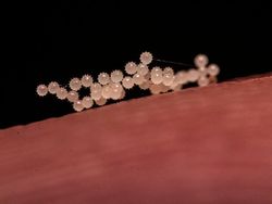 Foto Mengagumkan Benda Sekitar Pakai Lensa Makro