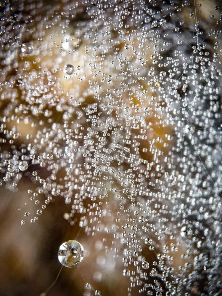foto makro keren