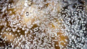 Ribuan tetesan air kecil di jaring laba-laba. (Foto: Brightside)