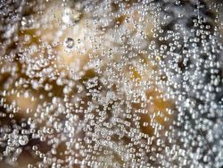 Foto Mengagumkan Benda Sekitar Pakai Lensa Makro