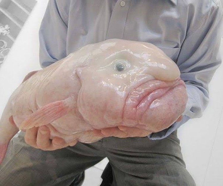 ikan blobfish