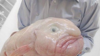 Blobfish adalah ikan yang berada di lepas pantai Australia dan Tasmania. Dengan penampilannya yang mirip squishy, ikan ini akan berbeda ketika dibawa ke darat karena perubahan tekanan yang ada. Foto: fact sea/istimewa