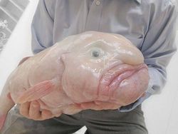 7 Hewan Terjelek di Dunia, Ada dari Indonesia