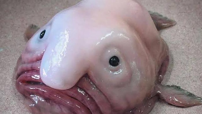 ikan blobfish