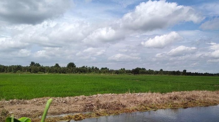 Kunci dari program pengembangan food estate di Provinsi Kalimantan Tengah adalah penyediaan air untuk irigasi areal sawah, terutama pada lahan potensial seluas 165.000 hektar