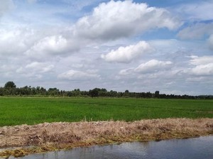 Papua Barat Diproyeksi Jadi Lumbung Pangan Baru RI