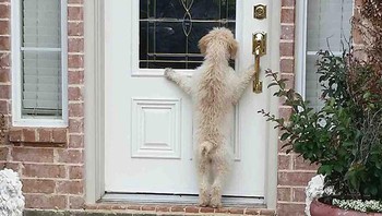 Anjing ini kabur dan pemiliknya langsung keluar untuk mencari. Tiba-tiba dia pulang sendiri ke rumah dan bingung karena tidak ada yang membuka pintu. Foto: Bored Panda