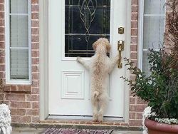 Momen Kocak Hewan-hewan Bernasib Sial