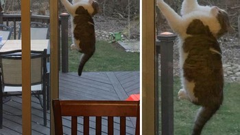 Kucing gendut ini terhimpit di antara dua pintu kaca. Foto: Bored Panda