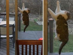 Momen Kocak Hewan-hewan Bernasib Sial