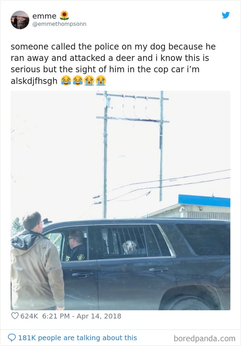 momen kocak hewan yang sedang sial