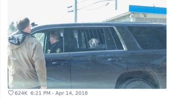 Anjing ini ditahan polisi setelah kabur dan menyerang seekor rusa. Ekspresinya saat berada di mobil polisi sungguh kocak. Foto: Bored Panda