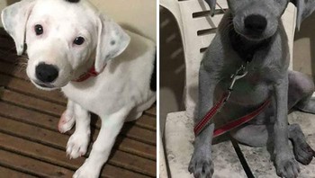 Oreo si anjing putih lucu tiba-tiba berubah jadi abu-abu setelah menemukan sekantong arang. Foto: Bored Panda