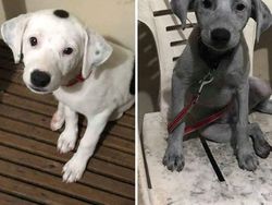 Momen Kocak Hewan-hewan Bernasib Sial