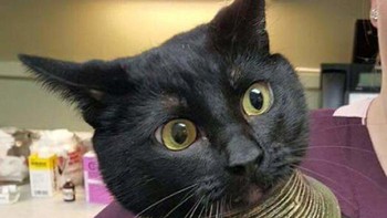 Kucing hitam ini terlihat seperti bangsawan Mesir Kuno setelah kepalanya tersangkut di vas. Foto: Bored Panda