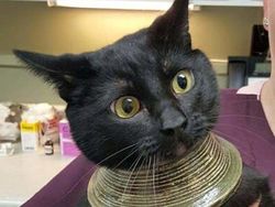 Momen Kocak Hewan-hewan Bernasib Sial