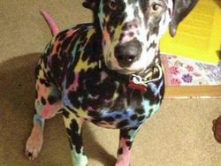 Momen Kocak Hewan-hewan Bernasib Sial