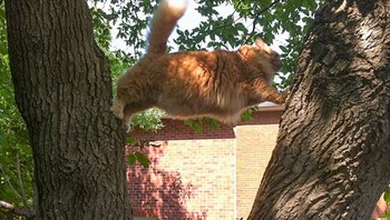 Kucing oranye gendut tersangkut di pohon dan harus diselamatkan. Foto: Brored Panda