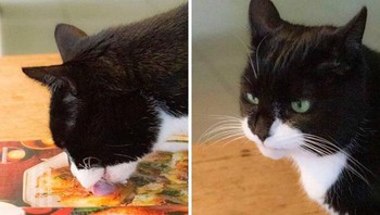 Kasihan, kucing ini menjilat foto makanan di majalah yang mungkin terlalu realistis. Foto: Brored Panda