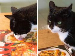 Momen Kocak Hewan-hewan Bernasib Sial