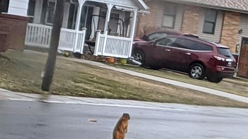 Tupai ini sedih dan bingung setelah pohon favoritnya ditebang. Foto: Brored Panda