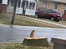 Momen Kocak Hewan-hewan Bernasib Sial