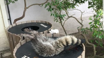 Rakun gendut yang tersangkut tong sampah dan harus diselamatkan. Foto: Brored Panda