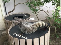 Momen Kocak Hewan-hewan Bernasib Sial