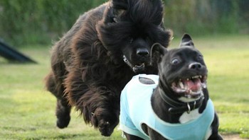 Anjing pitbull ini merasa jadi yang paling besar di taman. Tidak heran ekspresinya langsung kaget begitu ketemu anjing yang lebih besar. Foto: Brored Panda