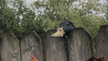 Bebek lucu ini tersangkut di pagar kayu. Untungnya si pemilik rumah langsung menyelamatkannya. Foto: Brored Panda