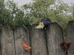 Momen Kocak Hewan-hewan Bernasib Sial