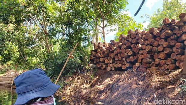Aksi perambahan hutan (ilegal logging) secara besar-besaran marak di Kabupaten Siak, Riau (Chaidir Anwar Tanjung/detikcom)