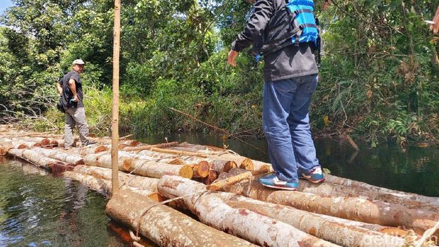 Aksi perambahan hutan (ilegal logging) secara besar-besaran marak di Kabupaten Siak, Riau (Chaidir Anwar Tanjung/detikcom)
