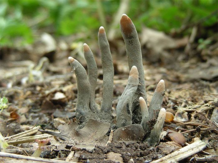Jamur Dead Man's Fingers