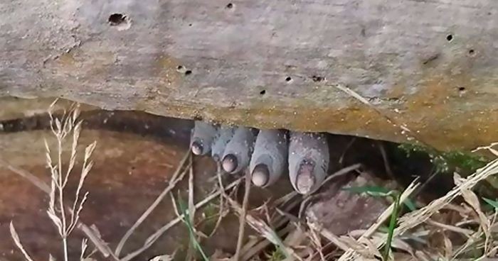 Jamur Dead Mans Fingers