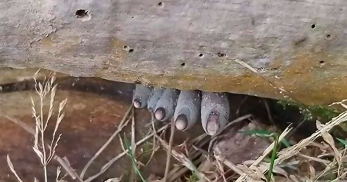 Jamur Dead Man's Fingers